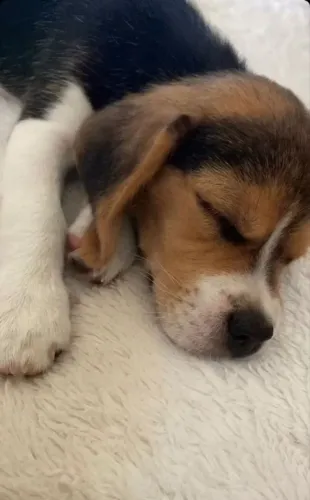 Beagle Uma escolha amorosa que começa no primeiro olhar