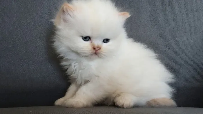Gato persa