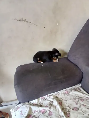 Pinscher numero 0 macho 45 dias