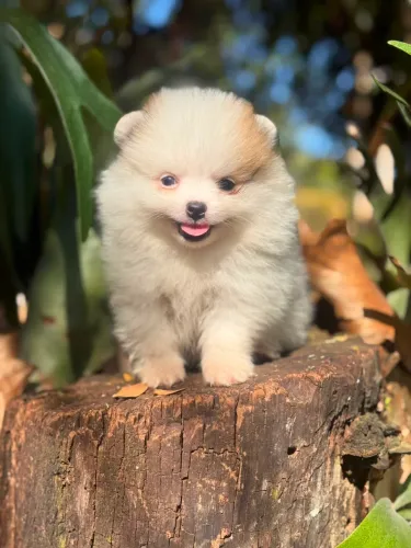 Lulu da Pomerania Anão