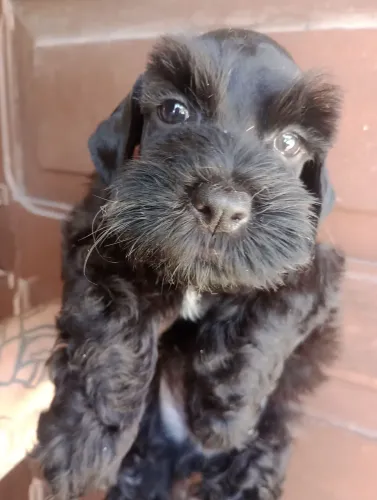Schnauzer Miniatura macho