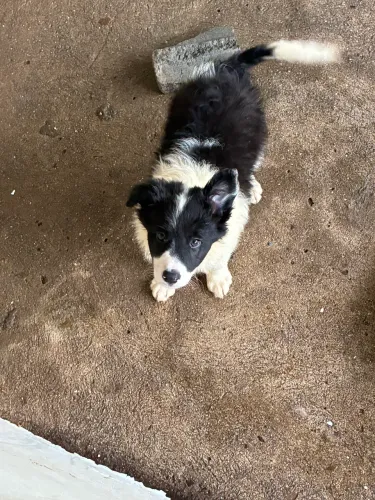 Border collie PEDIGREE CBKC