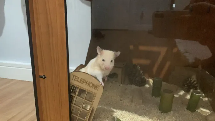 Hamster sírio (Incluso terrário com todos os acessórios, comida, e granulado higiênico)