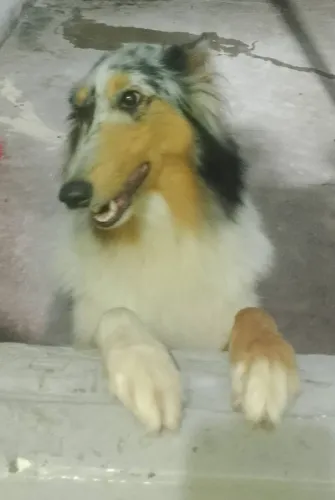 Collie Rough Blue Merle fêmea para cobertura!!!