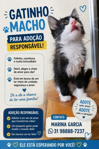 Gatinho para adoção 