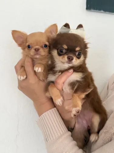 Chihuahua os chocolates mais lindos do rio