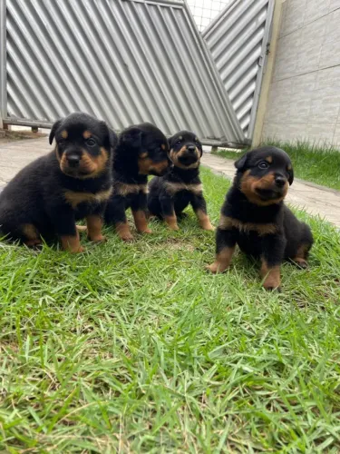 Filhotes de Rottweiler