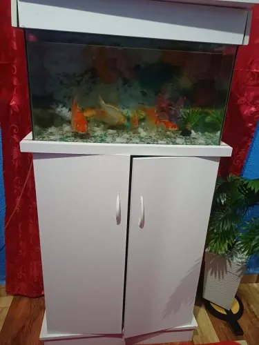 Aquário com 7 peixes incluso