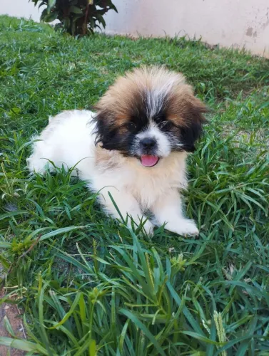 Filhote de Lhasa 
