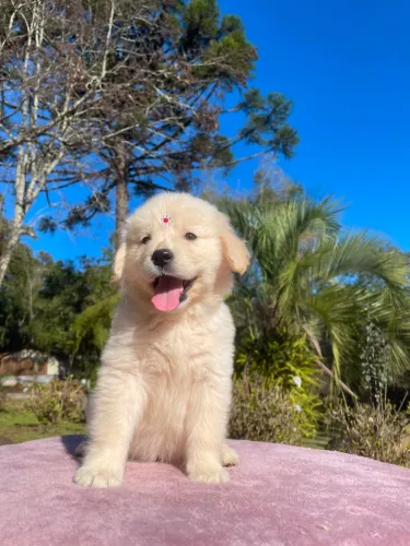 Encantadora filhote de Golden retriever fêmea 