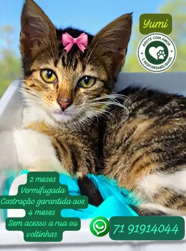 Adote a gatinha Yumi