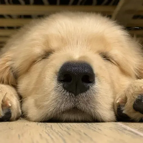 Golden Retrivel