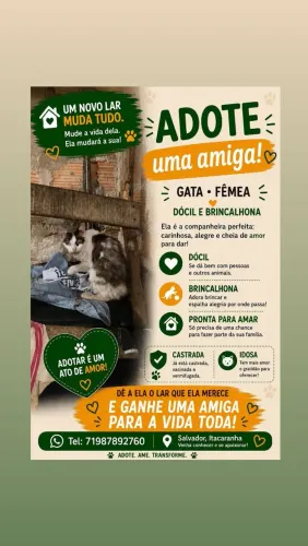 ADOÇÃO GATA IDOSA