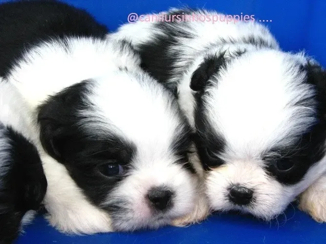 lhasa apso perfeitos bebes pronta entrega 