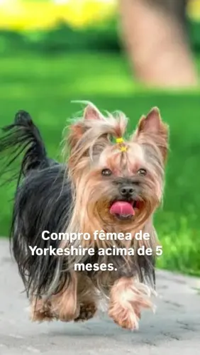 Yorkeshire fêmea jovem
