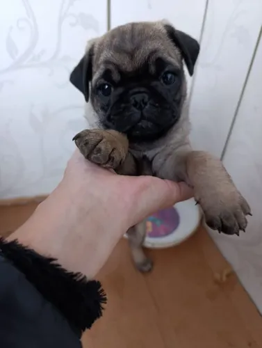 Pug macho