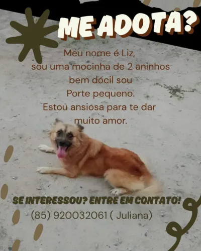 Doação de uma cachorrinha