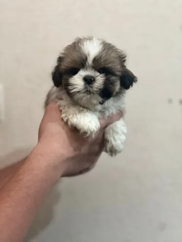 Shih Tzu encantador disponível