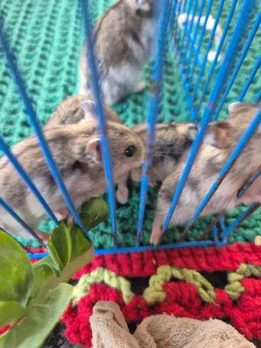 Hamster