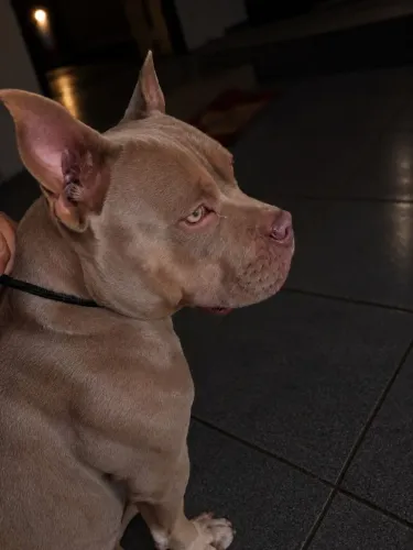 Procuro American Bully macho micro