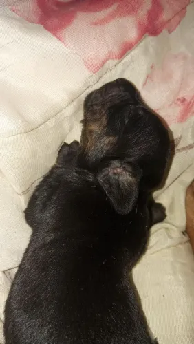 Cachorrinho salsicha Mini barato