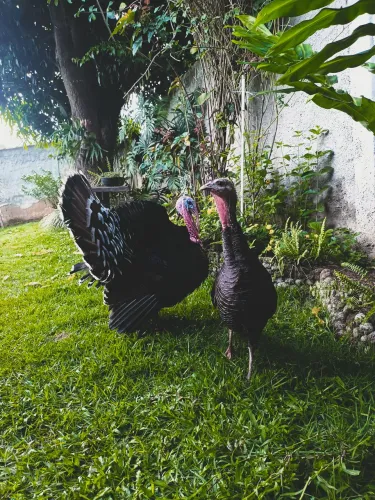 Casal de perus