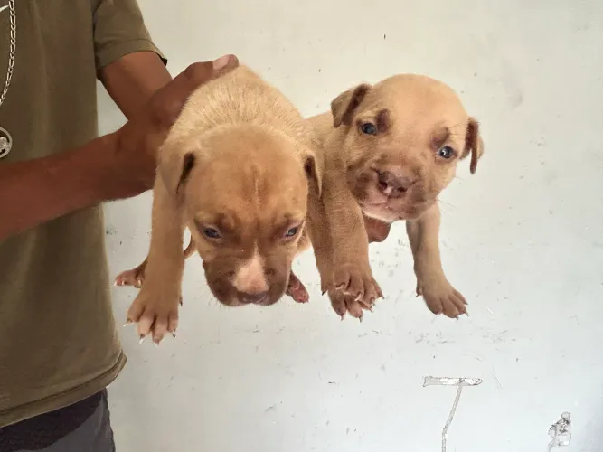 Pit bull