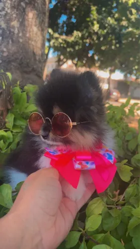 Lulu da pomerania micro 