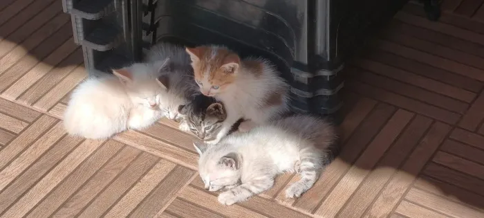 Doa -se GATOS
