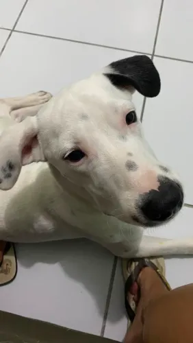 Doação de cachorro filhote 