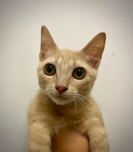 Gatinhas laranja femêas - 6 meses - Rio de Janeiro