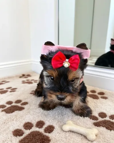 Yorkshire Terrier Feminina Um Sonho de Companheira!