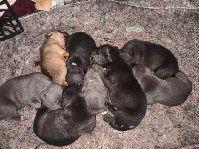 Filhotes American bully
