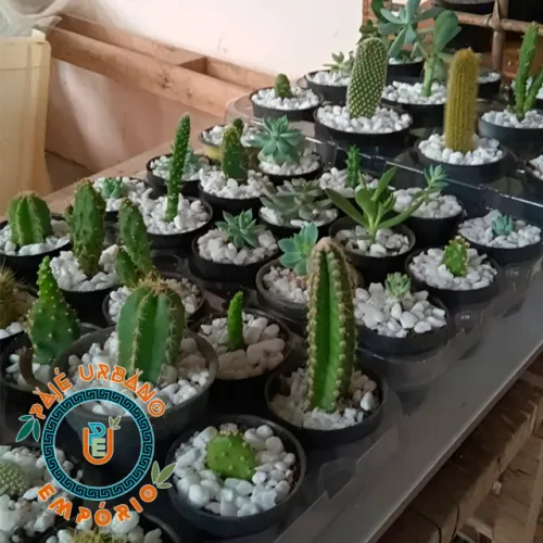 Suculentas e Cactos - R$15,00 - Com Vasinho Incluso