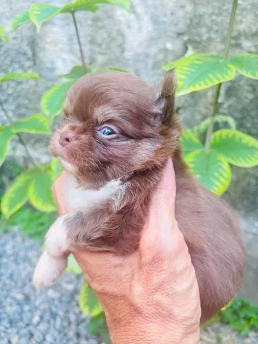 Chihuahua alto padrão com pedigree Cbkc 