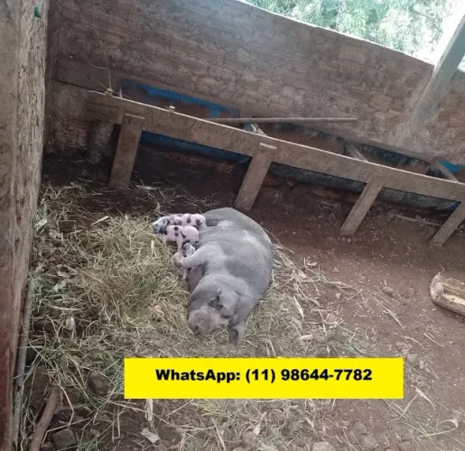 Vendo Sitio próximo ao Banco do Brasil de Jataizinho - 42 mil m² - Oportunidade