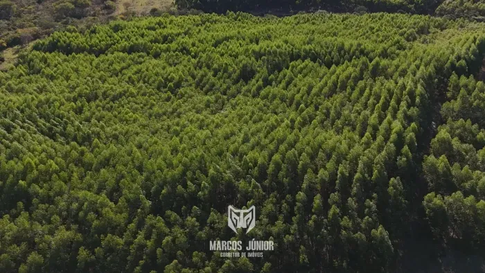 VENDO FAZENDA COM PLANTIO DE EUCALIPTO E PIVO NO NORTE DE MINAS 310 HA FRANCISCO DUMONT PA