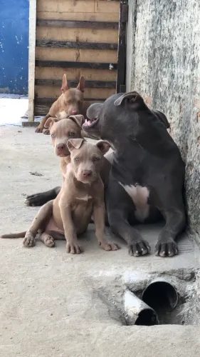 Pitbull PITMONSTER