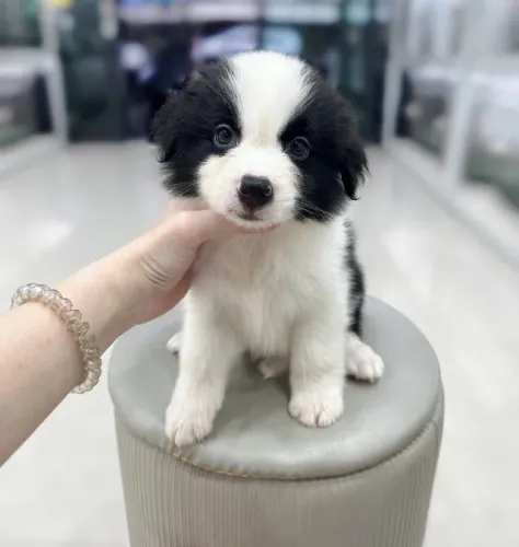 Neném Border Collie de linhagem selecionada e docil para o lar