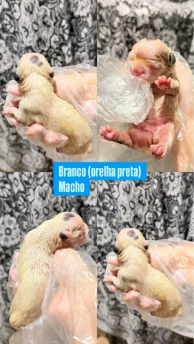 Filhote Bulldog Francês Macho