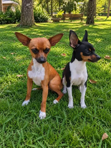 Pinscher Zero Filhote 