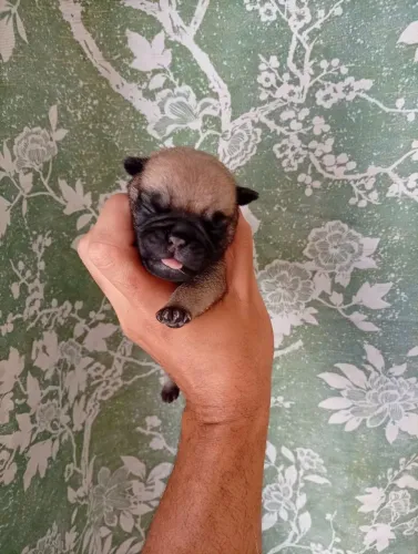 Filhotes de Pug disponíveis para reserva