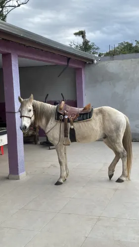 Cavalo bem marchador