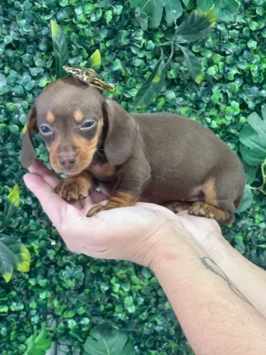 Dachshund maravilhoso, também temos Fêmea