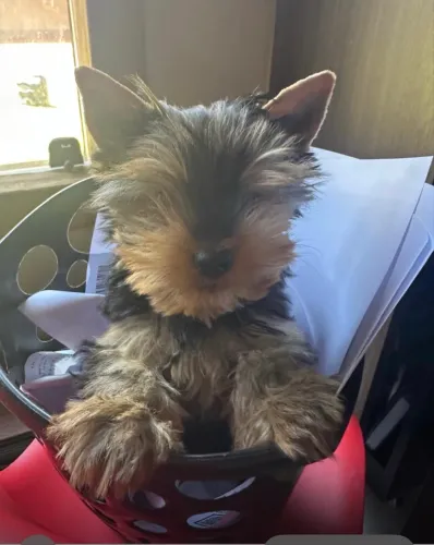 Yorkshire 1 ano com Pedigree ( Micro).