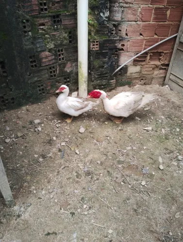 Casal de patos gamelo 
