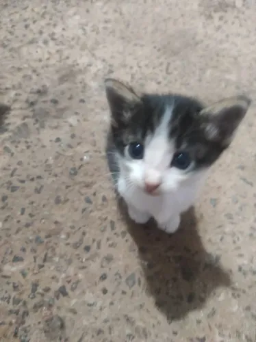 Estou doando Gatos 