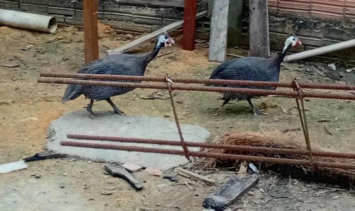 Vendo picota 200 reais