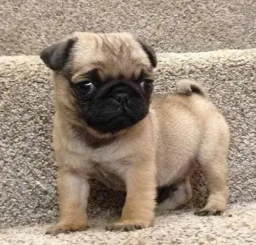 Pug Um presente que recebe abraços, dá carinho e faz companhia