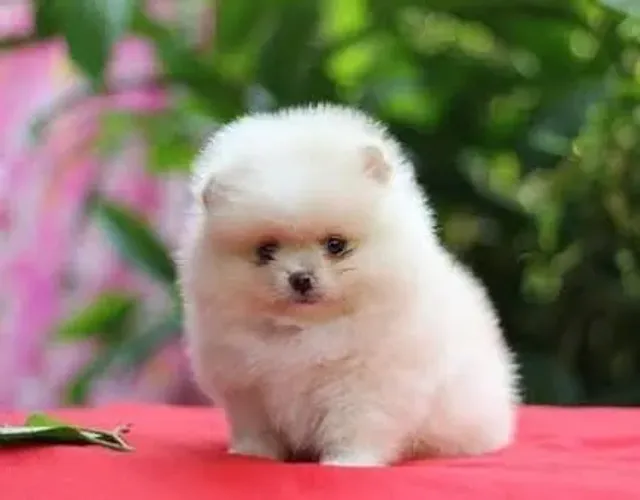 Filhote de Spitz Alemão o floquinho mais adorado das quatro patas